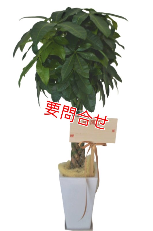 画像1: 観葉植物　季節のお花お任せ【予算15000円】沖縄の花屋アレンジマニア (1)