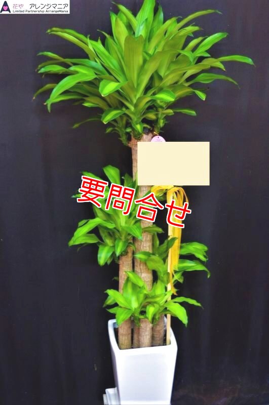 画像1: 観葉植物 幸福の樹（ドラセナ）｜開店祝い・開院祝い 沖縄配達【30000円】 (1)