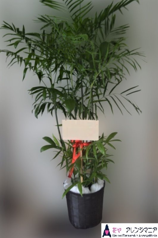 画像1: 予算で選ぶ　観葉植物【予算20000円】 (1)