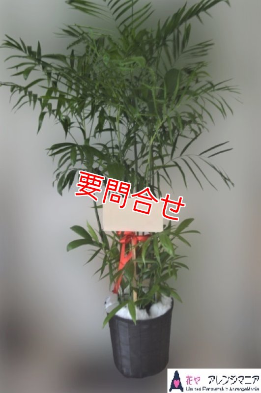 画像1: 観葉植物 法人ギフト【おまかせ】｜開店祝い・開院祝い 沖縄配達 22000円 (1)