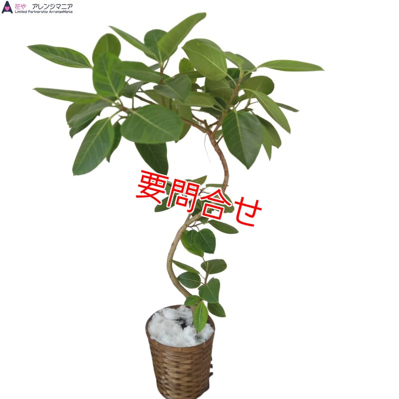 画像1: 観葉植物　季節のお花お任せ【予算15000円】 (1)