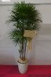 画像1: 予算で選ぶ 観葉植物ギフト【30000円】｜開店祝い・開院祝い 沖縄配達 (1)