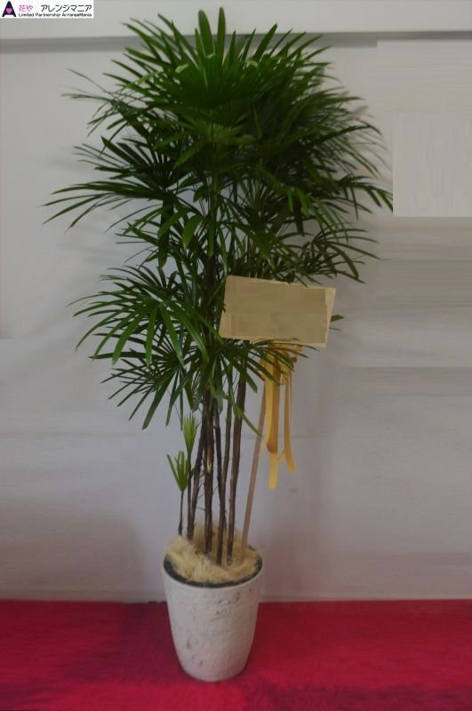 画像1: 予算で選ぶ 観葉植物ギフト【30000円】｜開店祝い・開院祝い 沖縄配達 (1)