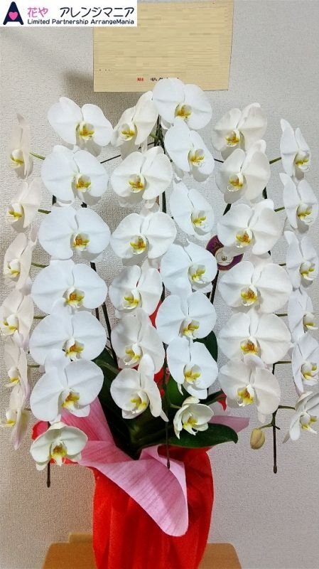 画像2: 沖縄の移転祝い胡蝶蘭 3本立ちお任せ｜法人花配達・33,000円 (2)