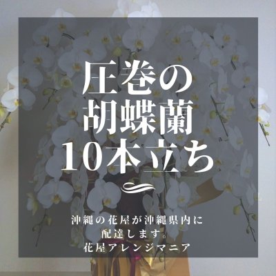 画像1: 就任祝いに沖縄県産胡蝶蘭|大輪白10本立ち【胡蝶蘭専門店アレンジマニア】