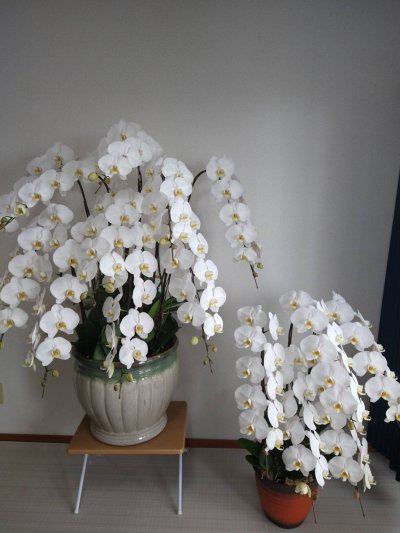 画像2: 沖縄の移転祝い胡蝶蘭 10本立ち白大輪|法人花配達・110,000円