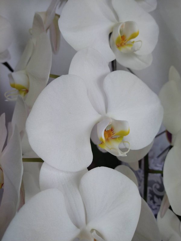 画像7: 胡蝶蘭　7本立ち 大輪白　沖縄県産品　予算70000円 (7)