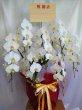 画像7: 沖縄の移転祝い胡蝶蘭 7本立ちお任せ｜法人花配達・77,000円 (7)