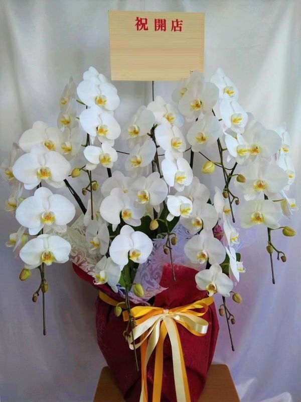 画像7: 沖縄の移転祝い胡蝶蘭 7本立ちお任せ｜法人花配達・77,000円 (7)