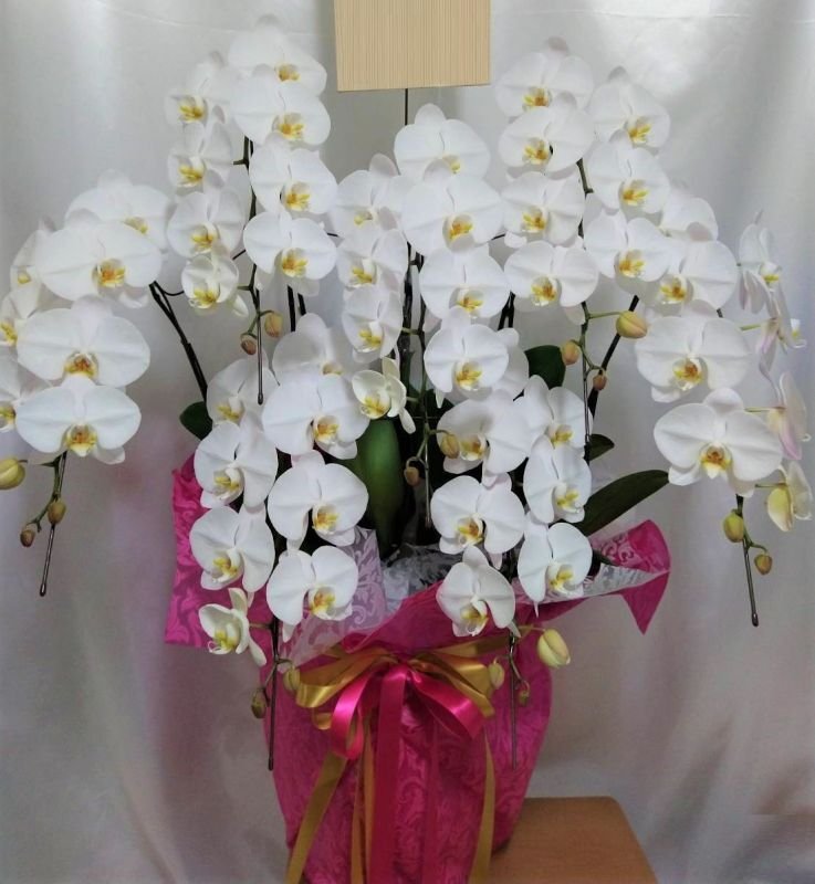 画像2: 胡蝶蘭　7本立ち 大輪白　沖縄県産品　予算70000円 (2)