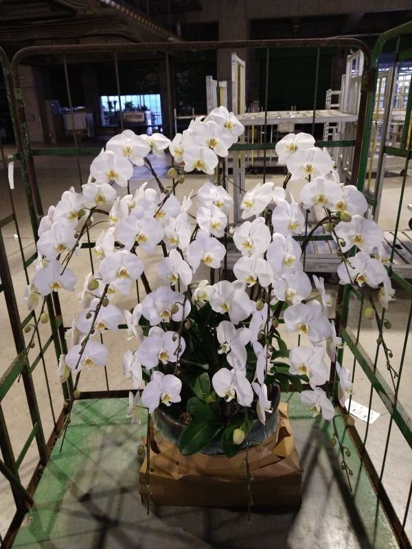 画像3: 周年祝の胡蝶蘭　12本立ち 大輪白　沖縄県産品　120000円 (3)