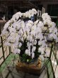 画像2: 周年祝の胡蝶蘭　12本立ち 大輪白　沖縄県産品　120000円 (2)