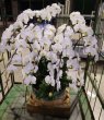 画像1: 周年祝の胡蝶蘭　12本立ち 大輪白　沖縄県産品　120000円 (1)