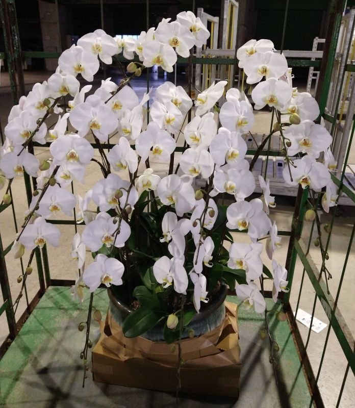 画像1: 周年祝の胡蝶蘭　12本立ち 大輪白　沖縄県産品　120000円 (1)