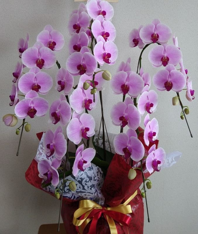 画像3: 胡蝶蘭　色お任せ　沖縄県産品　予算20000円 (3)