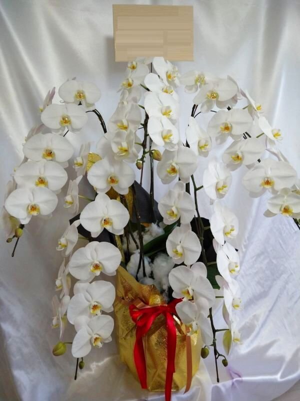 画像1: 周年祝いの胡蝶蘭　5本立ち 大輪白 3Lサイズ　沖縄県産品 50000円 (1)