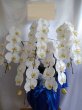 画像1: お供え花│胡蝶蘭大輪白　予算30000円　★人気商品★ (1)