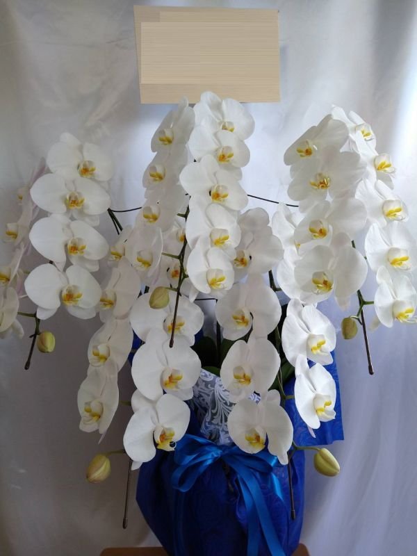 画像1: お供え花│胡蝶蘭大輪白　予算30000円　★人気商品★ (1)