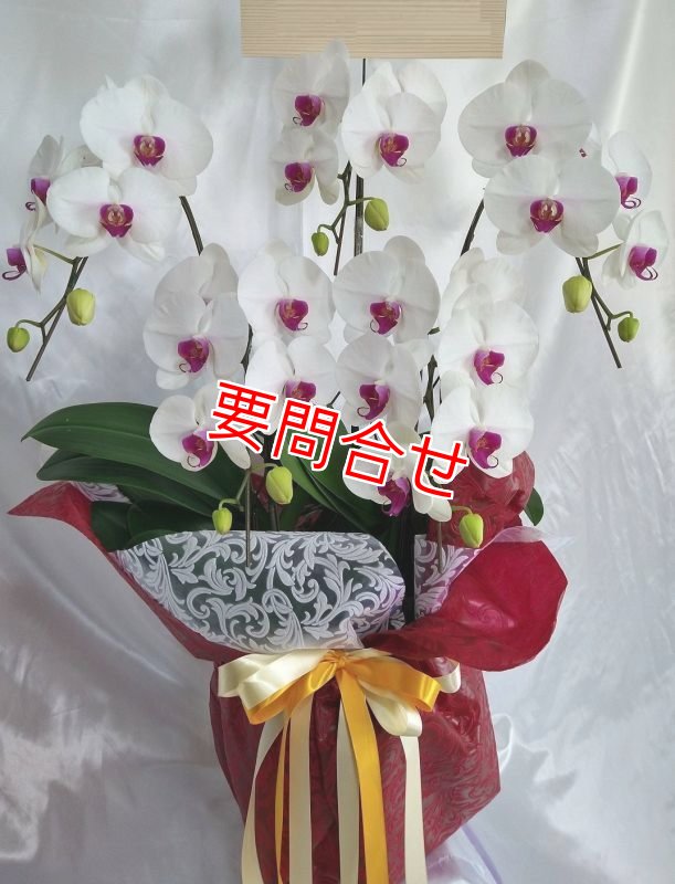 画像2: 開院祝いの胡蝶蘭 沖縄県産品  色お任せ 20000円 (2)