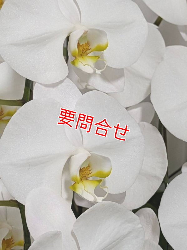 画像1: 開院祝いの胡蝶蘭  沖縄県産品 色お任せ 15000円 (1)