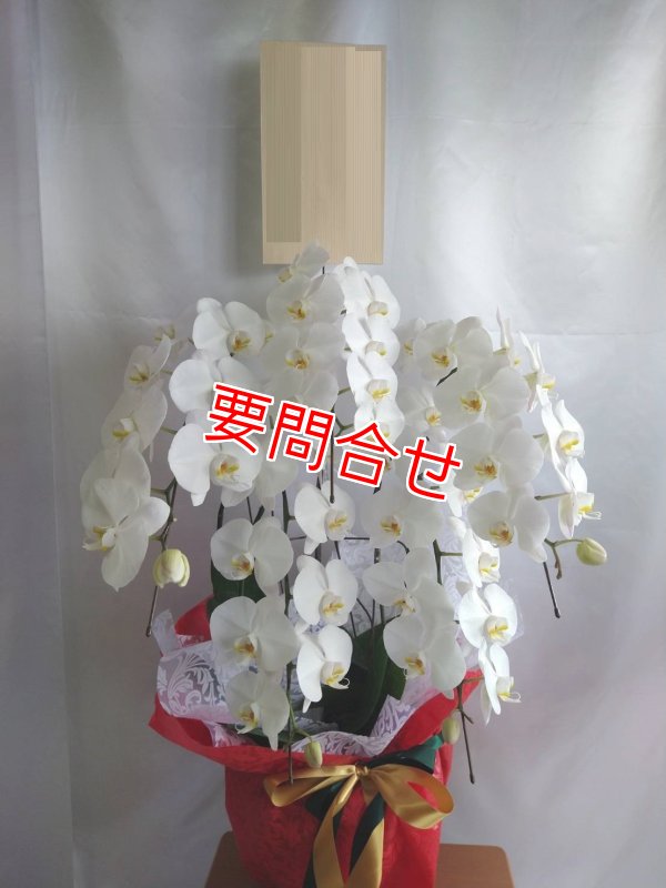 画像3: 開院祝いの胡蝶蘭 沖縄県産品  色お任せ 20000円 (3)