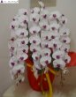 画像3: 開店祝いの胡蝶蘭 予算で選ぶお任せ｜沖縄の花屋アレンジマニア (3)