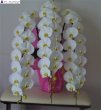 画像5: 開店祝いの胡蝶蘭 予算で選ぶお任せ｜沖縄の花屋アレンジマニア (5)