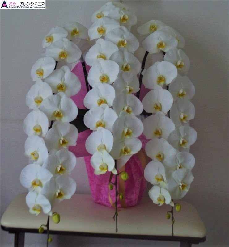 画像5: 開店祝いの胡蝶蘭 予算で選ぶお任せ｜沖縄の花屋アレンジマニア (5)