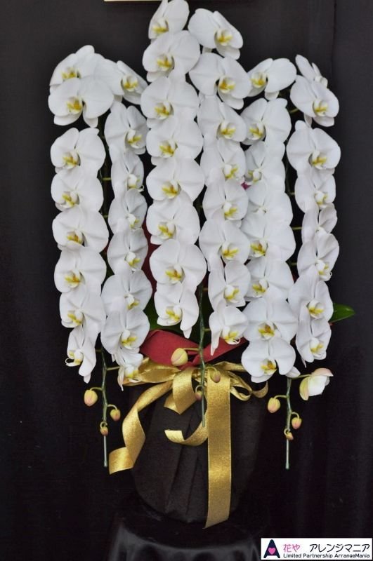 画像2: 開店祝いの胡蝶蘭 予算で選ぶお任せ｜沖縄の花屋アレンジマニア (2)