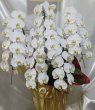 画像1: 胡蝶蘭　お任せ 予算50000円 (1)