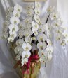 画像2: 胡蝶蘭　お任せ 予算50000円 (2)