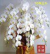 画像1: 沖縄の移転祝い胡蝶蘭 10本立ち白大輪｜法人花配達・110,000円 (1)