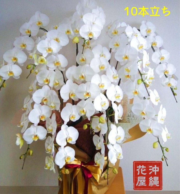 画像1: 沖縄の移転祝い胡蝶蘭 10本立ち白大輪｜法人花配達・110,000円 (1)