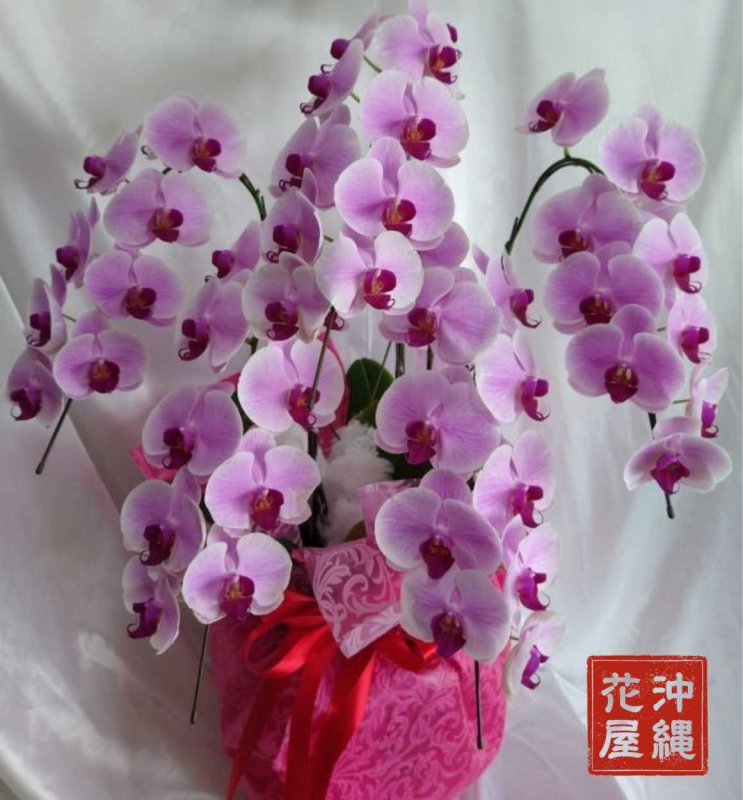 画像1: 沖縄 開業祝い 胡蝶蘭5本立ち大輪ピンク｜配達無料・写真送付 (1)
