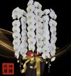 画像1: 沖縄の移転祝い胡蝶蘭 3本立ちお任せ｜法人花配達・44,000円 (1)