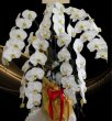 画像1: 竣工祝いの胡蝶蘭5本立ちLサイズ│沖縄の胡蝶蘭専門店 (1)