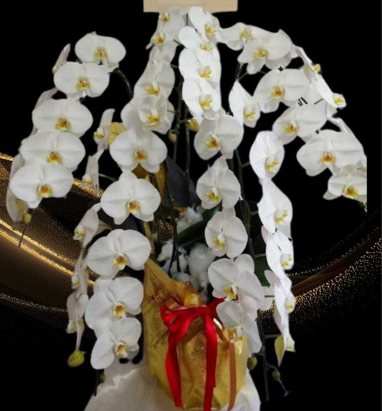 画像1: 竣工祝いの胡蝶蘭5本立ちLサイズ│沖縄の胡蝶蘭専門店 (1)