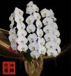 画像3: 沖縄 開店祝い 胡蝶蘭3本立ち大輪白｜配達無料・写真送付 (3)