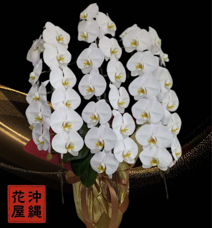 画像3: 沖縄 開店祝い 胡蝶蘭3本立ち大輪白｜配達無料・写真送付 (3)