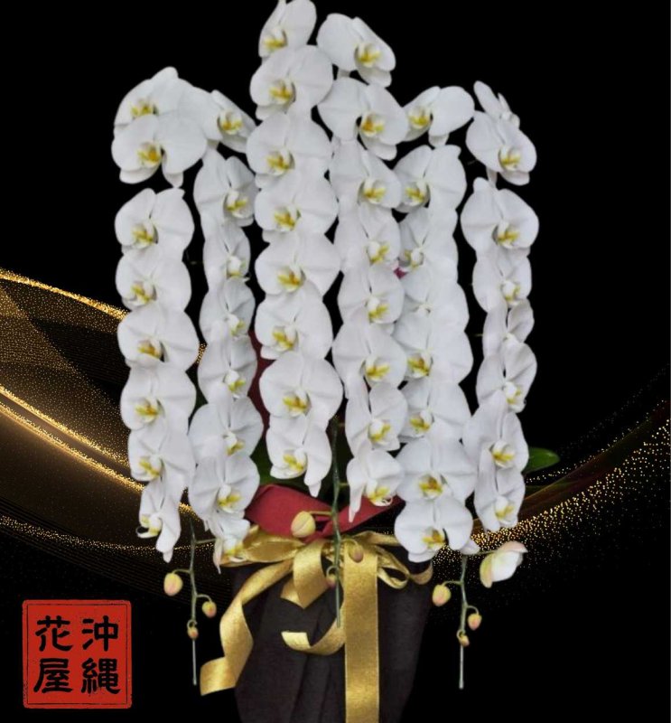 画像1: 開院祝いの胡蝶蘭 沖縄県産品 3本立ちL 大輪白 40000円 (1)
