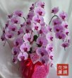 画像1: 開院祝いの胡蝶蘭 沖縄県産品 5本立ち お任せピンク系30000円 (1)