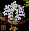 画像2: 沖縄 開店祝い 胡蝶蘭5本立ち大輪白｜法人定番33,000円 (2)