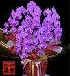画像5: 沖縄で開院祝いに贈る胡蝶蘭5本立ち大輪ピンク55,000円｜配達無料・写真送付 (5)