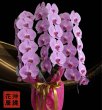 画像1: 開院祝いの胡蝶蘭 沖縄県産品 3本立ち ピンク 30000円 (1)