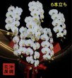 画像2: 沖縄の長寿祝い胡蝶蘭6本立ち 大輪白｜沖縄配達対応 (2)