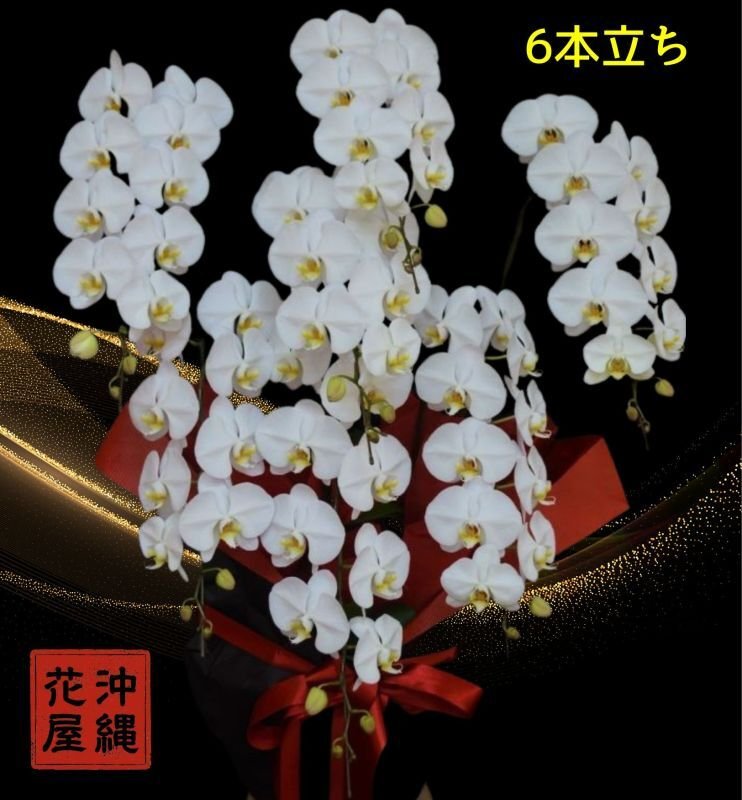 画像1: 竣工祝い胡蝶蘭6本立ち 沖縄県産│沖縄の胡蝶蘭専門店 (1)