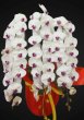 画像1: 沖縄 就任祝い 胡蝶蘭3本立ちピンクリップ｜配達無料・写真送付 (1)