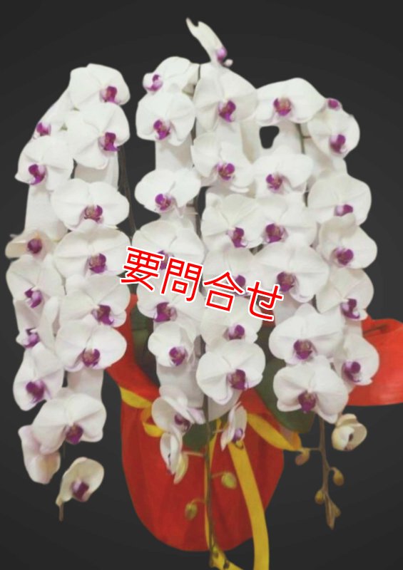 画像1: 沖縄 就任祝い 胡蝶蘭3本立ちピンクリップ｜配達無料・写真送付 (1)