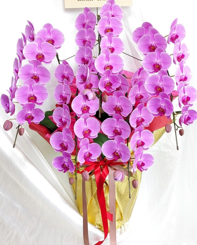 画像2: 沖縄で開院祝いに贈る胡蝶蘭5本立ち大輪ピンク55,000円｜配達無料・写真送付 (2)