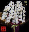 画像2: 開店祝いの胡蝶蘭7本立ち 大輪白　沖縄県産品　沖縄の胡蝶蘭専門店77,000円 (2)